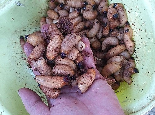 5 đặc sản làm từ sâu khiến khách nước ngoài sợ hãi tột cùng, nhưng một khi đã biết ăn là sẽ “nghiện”