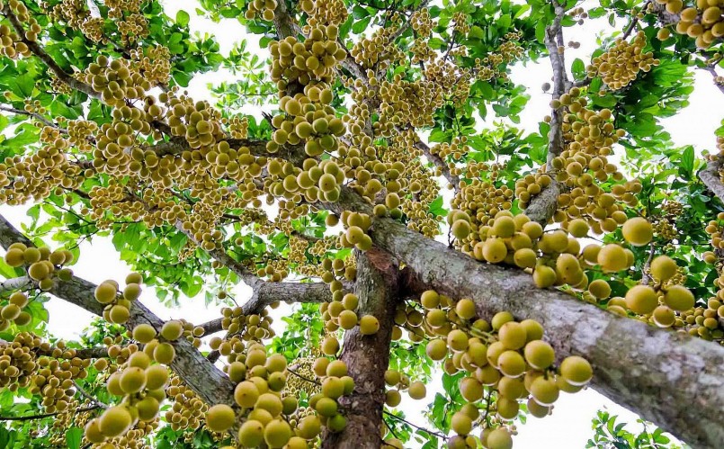 Khi những cây dâu da ấy vào mùa, cành lá khẳng khiu nhường chỗ cho những trái dâu tròn lẳng, xinh xinh bám chặt lấy thân mình. 