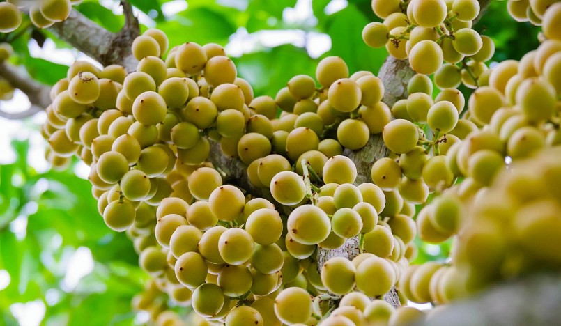 Thời dâu da “lên ngôi”, giá cả cao ngất ngưởng, nhiều hộ dân “phất lên” nhờ trồng các loại dâu Tàu, dâu Xiêm, dâu Gia Bảo…