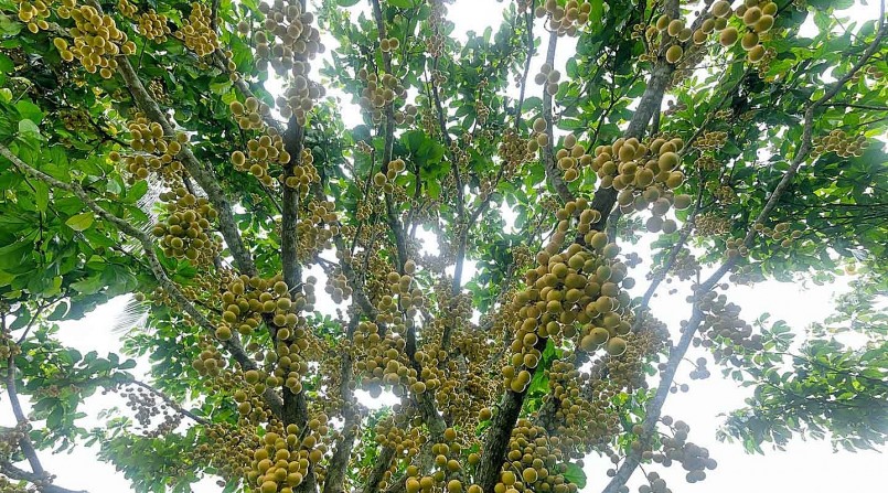 Ngoài giá trị kinh tế, dâu da núi Cấm còn góp phần tạo nên vẻ đẹp của núi Cấm.