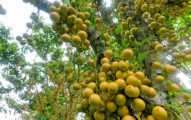 Với khí hậu mát mẻ, độ cao vừa phải và đất đai phù hợp, vùng đất núi Cấm đã trở thành điểm trồng dâu da nổi tiếng.