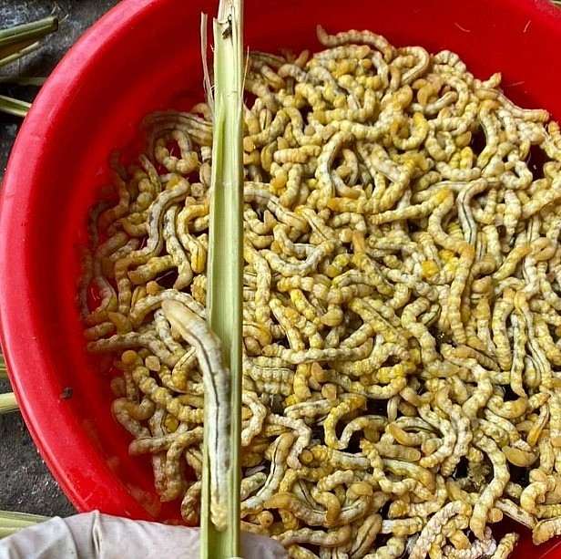 5 đặc sản làm từ sâu khiến khách nước ngoài sợ hãi tột cùng, nhưng một khi đã biết ăn là sẽ “nghiện”