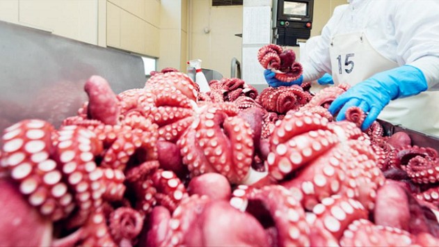 Xuất khẩu mực, bạch tuộc sang Nhật Bản khởi sắc