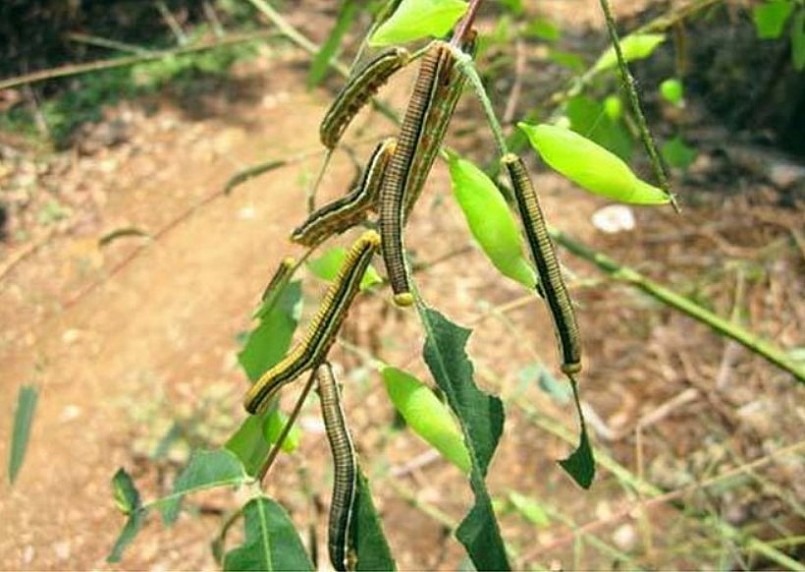 5 món ăn làm từ sâu khiến khách nước ngoài sợ hãi tột cùng, nhưng một khi đã biết ăn là sẽ “nghiện”