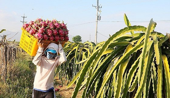 Năm 2021 và 2022, thanh long đã rớt khỏi top những mặt hàng xuất khẩu tỷ USD của Việt Nam.