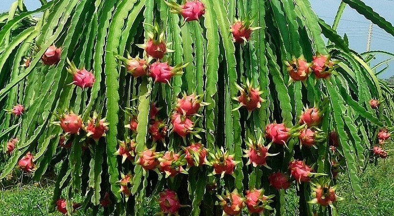 Thanh long Việt Nam hiện đã xuất khẩu tới hơn 15 quốc gia và vùng lãnh thổ. 