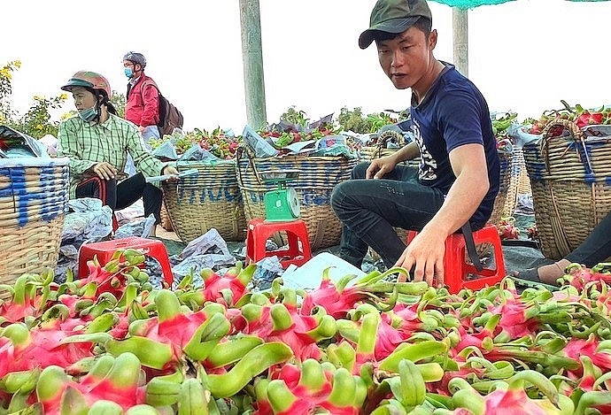 Các doanh nghiệp cũng dự báo sản lượng xuất khẩu thanh long sẽ sụt giảm năm nay.