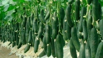 Trồng các loại cây họ bầu bí  nhớ 4 bí quyết nhỏ này, đảm bảo đậu quả gấp đôi, hái mỏi tay không hết