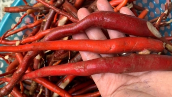 Loại sâm nhìn như rễ cây lại được ví như 'thần dược' phòng the, công dụng thực sự thế nào?