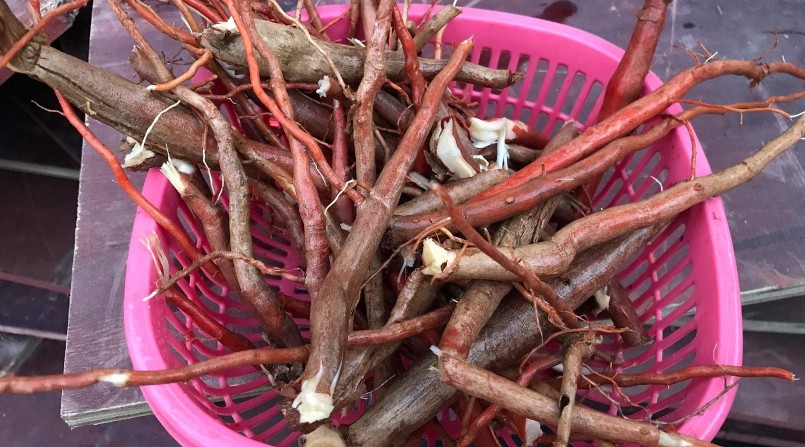 Ở Việt Nam, cây sâm cau được phân bố nhiều tại các vùng núi phía Bắc .