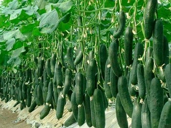 Trồng các loại cây họ bầu bí  nhớ 4 bí quyết nhỏ này, đảm bảo đậu quả gấp đôi, hái mỏi tay không hết