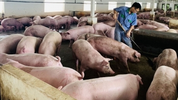 Giá heo hơi hôm nay 14/5: Doanh nghiệp đẩy giá sát mốc 60 chờ bùng nổ lập ngưỡng mới