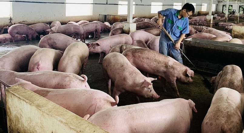 Giá heo hơi hôm nay (14/5) đà tăng duy trì đều đặn đưa giá heo sát mốc 55.000 đến 56.000 đồng/kg.