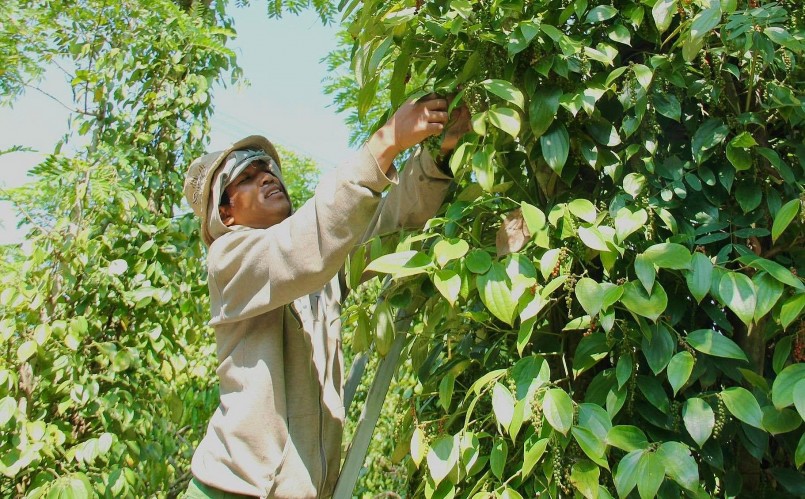 Giá nông sản hôm nay 14/5: ghi nhận một tuần khởi sắc của hồ tiêu.