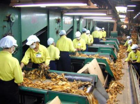 Quy định hạn ngạch thuế quan nhập khẩu thuốc lá nguyên liệu năm 2023