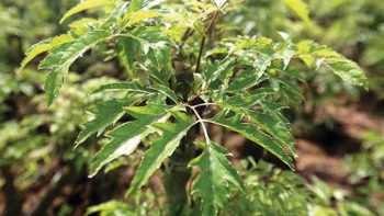 Dược liệu quý nhân sâm của người nghèo sử dụng thế nào để không phải 'tiền mất tật mang'?