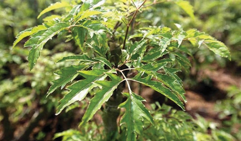 Dược liệu quý nhân sâm của người nghèo sử dụng thế nào để không phải \'tiền mất tật mang\'?