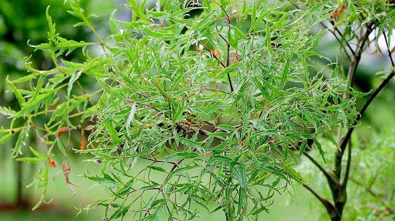 Dược liệu quý nhân sâm của người nghèo sử dụng thế nào để không phải \'tiền mất tật mang\'?