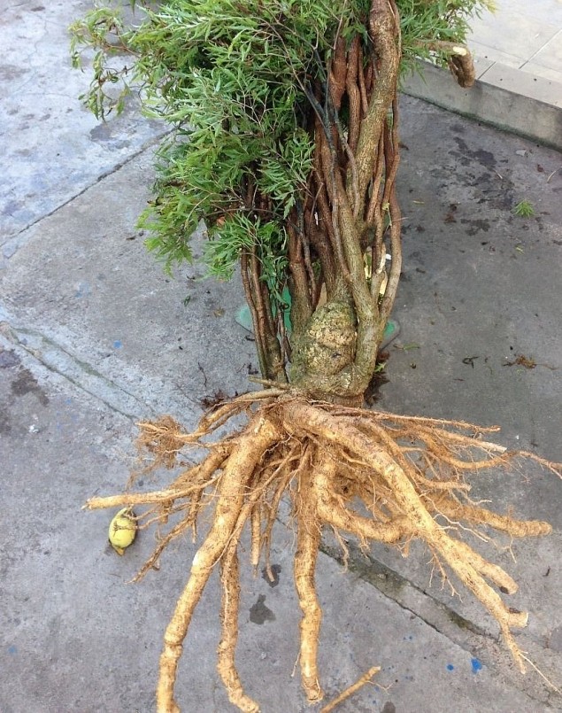 Dược liệu quý nhân sâm của người nghèo sử dụng thế nào để không phải \'tiền mất tật mang\'?