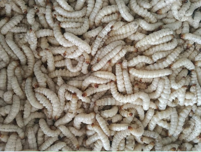 Đặc sản xưa ít người dám ăn, giờ được các nhà hàng "săn lùng" vì hương vị độc đáo, 250.000 đồng/kg