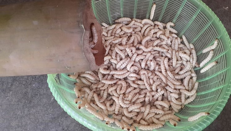 Đặc sản xưa ít người dám ăn, giờ được các nhà hàng "săn lùng" vì hương vị độc đáo, 250.000 đồng/kg