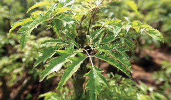 Dược liệu quý nhân sâm của người nghèo sử dụng thế nào để không phải 