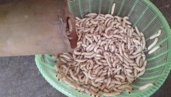 Đặc sản xưa ít người dám ăn, giờ được các nhà hàng "săn lùng" vì hương vị độc đáo, giá 250.000 đồng/kg