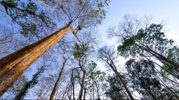 Ngỡ ngàng rừng săng lẻ xứ Nghệ xứng tầm kỳ quan đẹp nhất Đông Dương