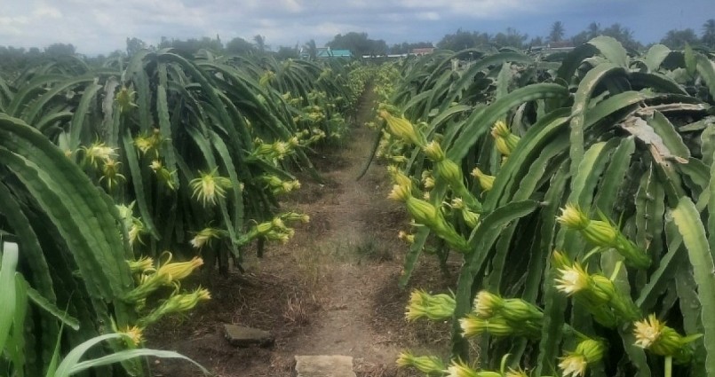 Thanh long đầu vụ nên có giá cao kỷ lục.