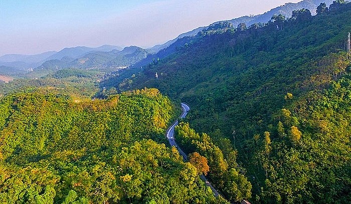 Khung cảnh đẹp tựa tranh vẽ của rừng cây săng lẻ tại Nghệ An.