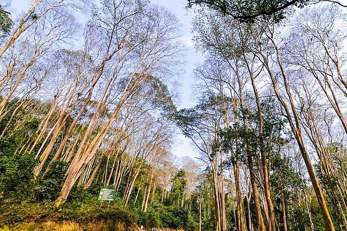 Cây săng lẻ của rừng già được chính quyền và người dân bảo vệ nghiêm ngặt.