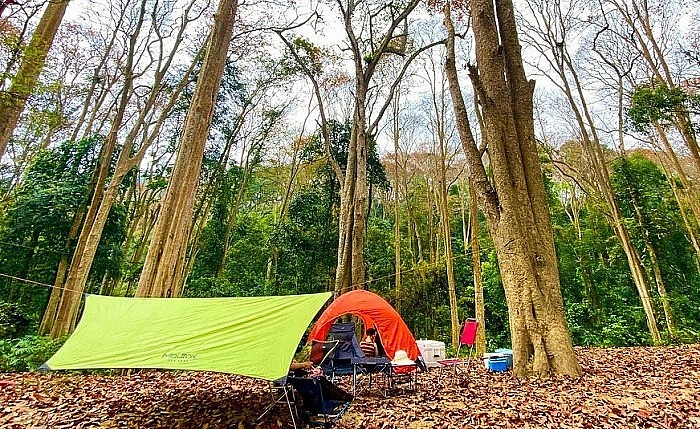 Du khách cắm trại thư giãn tại rừng cây săng lẻ của Nghệ An.