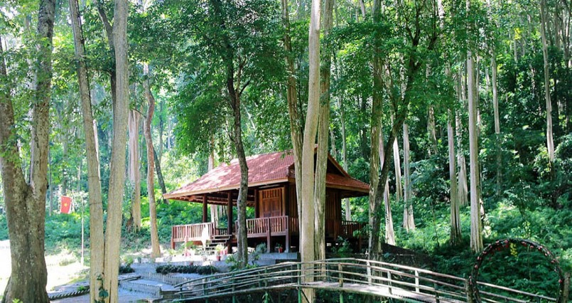 Khu rừng với muôn vàn cây săng lẻ cao lớn hàng chục mét.