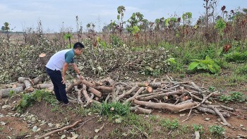 Vì sao nông dân ở Gia Lai ồ ạt chặt bỏ cây điều?
