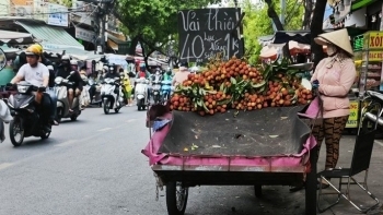 "Thủ phủ" vải chưa thu hoạch, trên phố đã có vải đầu mùa giá chỉ bằng nửa so với mọi năm