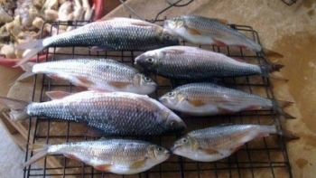 Những loại cá xưa bị chê “tới bến”, nay thành đặc sản đắt tiền