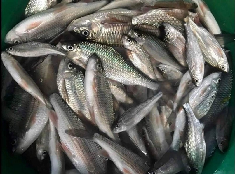 Cá niên có thời điểm giá lên đến nửa triệu đồng/kg. 