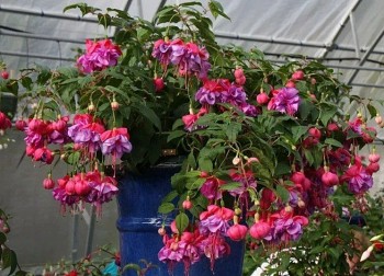 5 loại hoa đẹp “lạ”, mỗi bông như đèn lồng tí hon, trồng một chậu là rực rỡ cả góc nhà