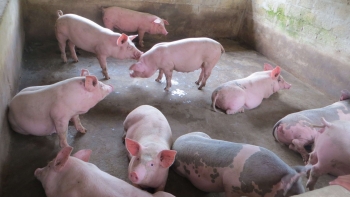 Giá heo hơi hôm nay 15/5: Mức cao nhất 56.000 đồng/kg, đà tăng được duy trì kỳ vọng  thêm lợi nhuận bù đắp chi phí