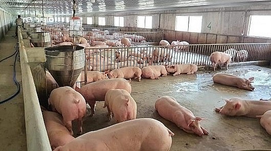 Giá heo hơi hôm nay (15/5) kỳ vọng sẽ duy trì đà tăng khi các yếu tố tích cực đang hỗ trợ thị trường heo hơi.