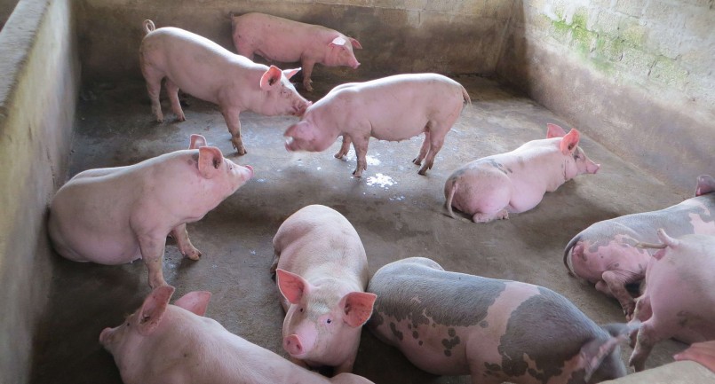 Giá heo hơi hôm nay (15/5) ổn định ở mức cao nhất 56.000 đồng/kg.