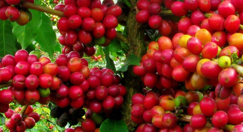 Giá nông sản hôm nay (15/5), cà phê mở đầu tuần này với những biến động trái chiều trên sàn kỳ hạn.