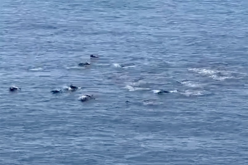 Đàn cá heo bơi lội trên biển. Ảnh: Cắt từ video