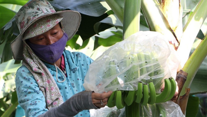 Chuối già Nam Mỹ dễ trồng, chi phí đầu tư ban đầu ít hơn các loại cây trồng khác, mỗi năm thu hoạch được 2 vụ.