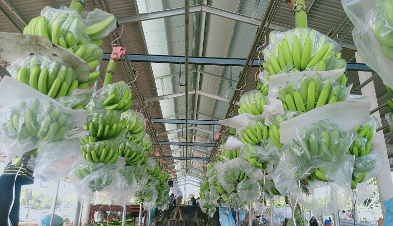 diện tích trồng chuối đều được anh Nhân đầu tư hệ thống tưới tự động