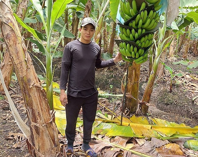 Hot boy Lê Thành Nhân đi tiên phong trồng chuối già Nam Mỹ trên đất phèn chua.