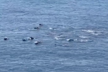 Xuất hiện đàn cá heo khoảng 20 con gần bờ biển Phú Yên