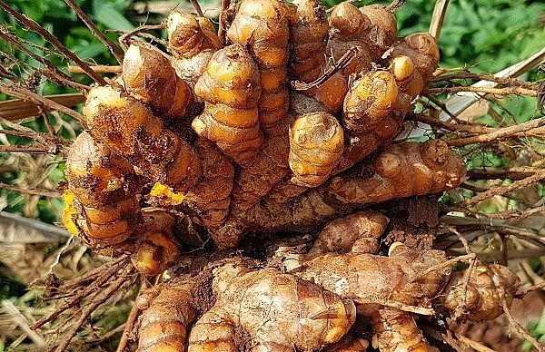 Cây nghệ hợp với đất đồi khô hạn cho năng suất và hiệu quả kinh tế cao ở Nghệ An.