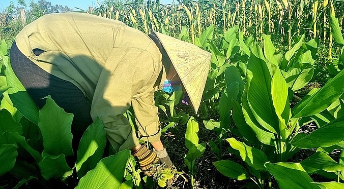 Nhiều địa phương ở Nghệ An đã hình thành những vùng trồng nghệ quy mô lớn.