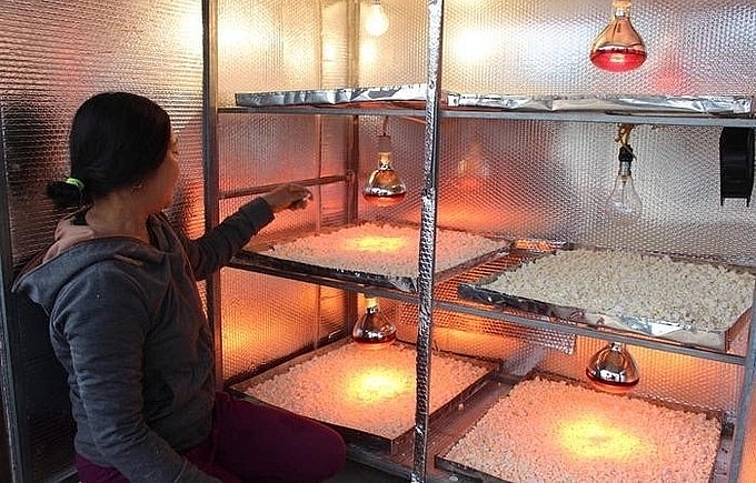 Người dân đầu tư hệ thống chế biến củ nghệ để gia tăng giá trị.